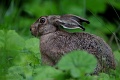 Zając szarak - European hare - Lepus europaeus